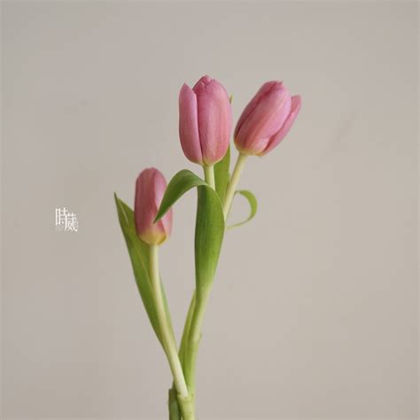 黑色鬱金香花語|鬱金香花語 Tulip Meanings – 時葳花園 台中花店推薦